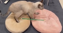 パンをこねるようにクッションを踏む猫→『２つのクッション』が並んでいると…まさかの光景に４万いいね「欲張りさんで可愛すぎ」「大忙しｗ」