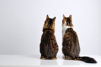 猫の『オス・メス』で異なる4つの特徴　見た目や性格の違いから飼い方のコツまで