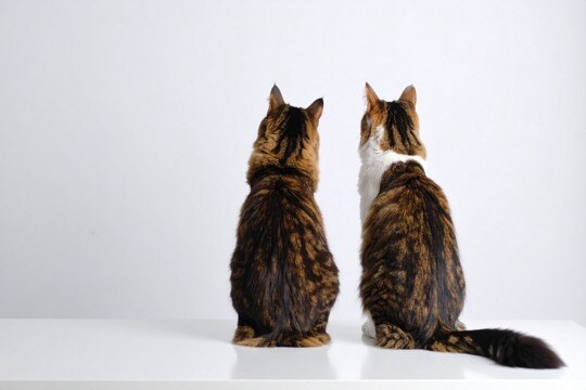 猫の『オス・メス』で異なる4つの特徴 見た目や性格の違いから飼い方のコツまで