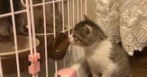 先輩猫さんたちのご飯を羨ましそうに見つめる子猫→次の瞬間…『可愛すぎる展開』に笑ってしまう人が続出「表情がｗ」「癒されたｗ」