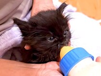 公園に捨てられ、カラスに狙われていた黒猫の赤ちゃん→保護された結果…思わず感動の『素敵な展開』が46万再生「涙が出る」「元気に育ってね」