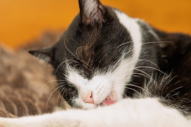 リラックスする猫