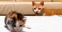 多くの保護子猫をお世話してきた先住猫→『新入り』を見つけたら…『まさかのリアクション』に爆笑する人続出「ジワジワきたｗ」「表情ｗ」
