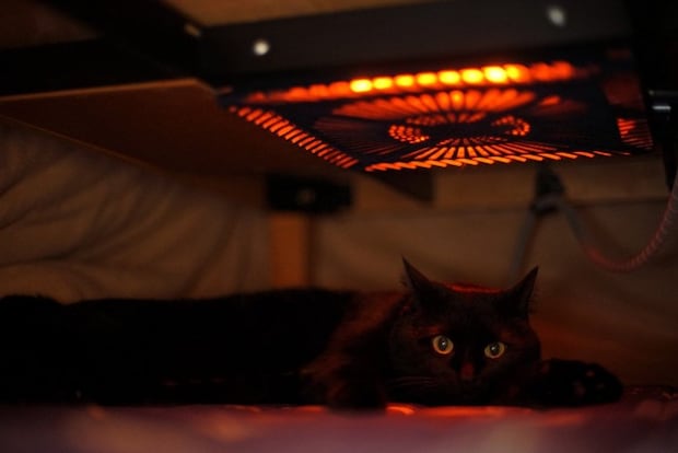 こたつの中に入り込んで暖を取る黒猫