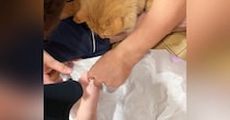 パパが『妊娠中のママの爪』を切っていたら…愛猫がとった『まさかの行動』がイケメンすぎると反響「自分と重ねとるやろｗ」「優しいね」
