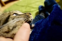 猫が甘噛みをする6つの理由としつけ方法