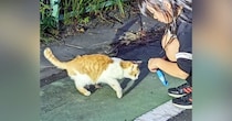 小さな命を守りながら生き抜いた『1匹の野良猫』→おうちに迎えられた結果…『泣ける光景』が10万再生「本当によかった」「号泣してしまった」