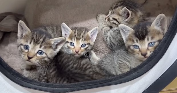 道端にいた『キジトラ子猫4兄妹』を保護した結果…1匹の先輩猫が見せた『優しい対応』が感動を呼び23万再生「母性に涙」「愛情深いねぇ」