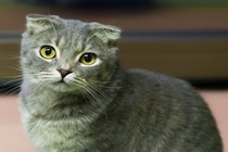 『寿命が短い』とされている猫種7選　注意すべき病気から長生きの秘訣まで解説