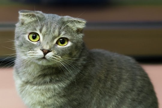 『寿命が短い』とされている猫種7選 注意すべき病気から長生きの秘訣まで解説