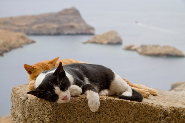 海岸でくつろぐ猫たち