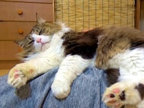 元ボス野良猫→大切にお世話した結果…想像以上に『まるで別猫のような様子』が19万再生「昔とは比べ物にならない…」「愛情のたまものだね」