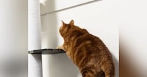 『運動音痴な茶トラ猫』がキャットタワーを登ろうとした結果…愛おしさ満載の『鈍臭い姿』に爆笑の声「よく頑張ったｗ」「ドキドキしたｗ」