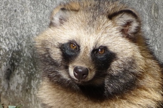 猫の『天敵』となっている動物4選　注意すべき理由や遭遇させないための対策