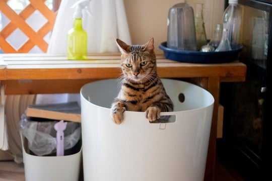 猫が排泄した後に『砂をかけない』ときの理由3つ　放置しても問題ない？環境を見直すべき場合も