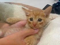 仕事中、『息子が猫を連れて帰ってきた』と家族からのLINE→『２匹は飼えないよ』と伝えた結果…素敵な展開に反響「家がにぎやかになるね」