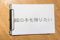 猫に関係する『ことわざ・慣用句』3選　世界中に存在する教訓もご紹介