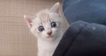 ごはんを完食した赤ちゃん猫に『おいしかった？』と聞いてみたら…まさかの『返事』に「可愛すぎて泣いた」「天才」と14万再生の反響