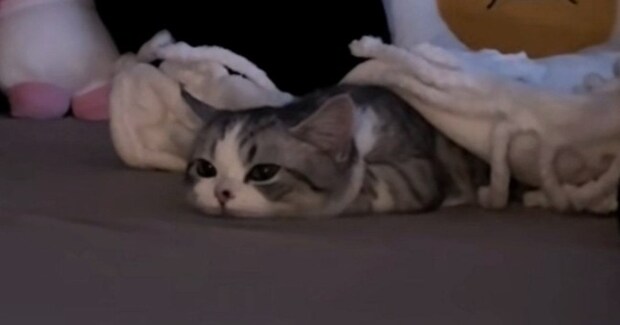 『ぺちゃんこになっていた子猫』が起き上がると…思わず声が出る『たまらない瞬間』が188万再生「可愛すぎてよくわからん」「涙が出てきた」