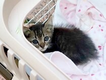 １ヶ月違いで保護された２匹の子猫→『一緒に幸せになってほしい』と願っていたら…『素敵な結末』が20万再生「感動して涙が」「歓喜した」