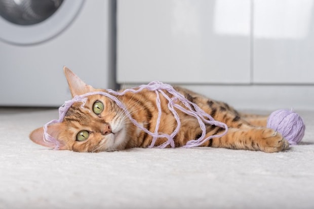 毛糸にからまる猫