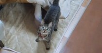 大事なモノを見つけると『こたつの中に入る猫』→もしやと思い、中を確認すると…驚きの光景に３万いいね「秘密基地で可愛い」「多くて笑った」