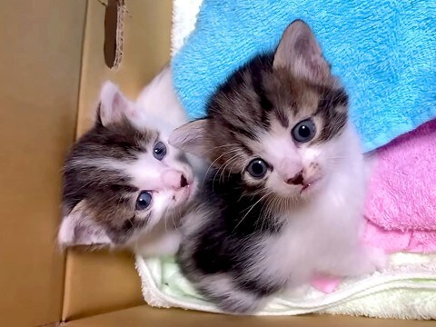 『哺乳瓶と同じサイズ』の子猫2匹を保護→1ヶ月お世話した結果…あまりにも尊い『成長した光景』が17万再生「素敵なご家族」「愛おしい」