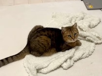 膝にかけていたタオルを『猫に奪われた』結果→様子を見に行くと…想像以上に『愛おしい光景』に絶賛「飼い主冥利に尽きる」「落ち着くみたい」