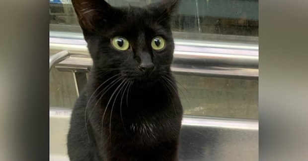 バス停にいつもいると思っていた『仲のいい黒猫』→思いもよらない『衝撃の事実』に10万いいね「なんということでしょうｗ」「笑った」＜海外＞