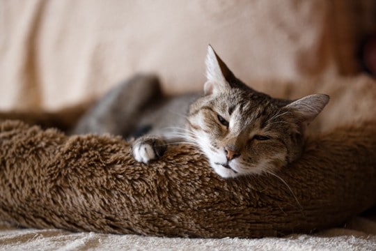 愛猫が『グルーミング』をしないときの理由3つ　異常がある可能性も？対処法まで解説