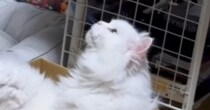 白猫と暮らし始めて14年、『初めて離れた』結果→寂しいかなと思ったら…留守中の『予想外すぎる光景』に爆笑「大物だわｗ」「元気かなぁ」