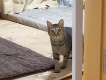 出張から帰ってきたパパ→３匹のネコが『熱烈大歓迎』してくれるかと思いきや…予想を裏切る『ハプニング』が話題「三者三猫」「思わずワロタ」