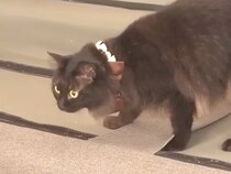 模様替えを妨害するネコ→ソファに乗った結果…『予想外のハプニング』とリアクションに爆笑「焦るかと思いきや」「どんな時もマイペース」