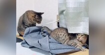妻にかまってもらいたい夫猫→そっと触れたら、次の瞬間…『切なすぎる』やりとりが82万再生「泣き出す５秒前ｗ」「顔に笑った」