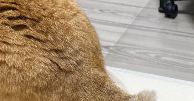 近くでくつろいでいた2匹の猫→『しっぽ』を見たら…まさかの瞬間が素敵すぎると８万いいね「すごく可愛い」「あまりにも尊い」とSNSで反響