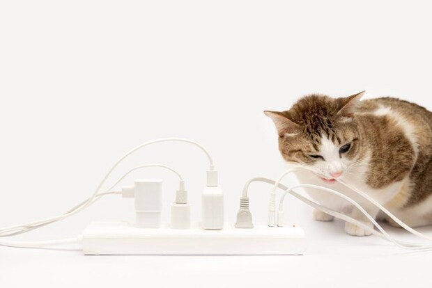 コードをかじる猫