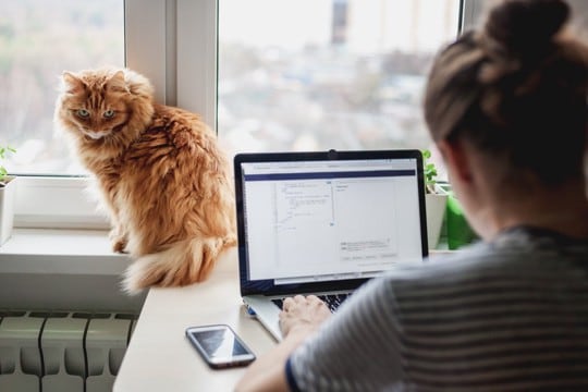 猫がいる暮らしでの『在宅ワーク』注意すべきこと3つ　実は愛猫にストレスを与えているかも？