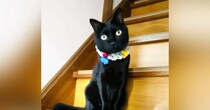 おばあちゃんの家に預けていた黒猫→迎えにいった結果…つい笑ってしまう『かわいすぎる行動』に「たまらない」「離したくなくなるねｗ」と反響