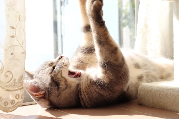 ひなたであくびをする猫