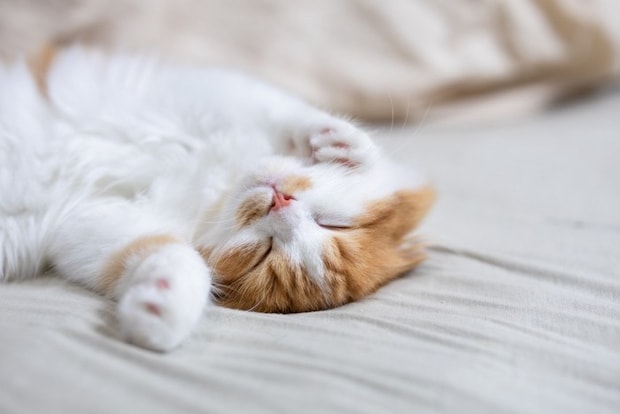 リラックスしている猫