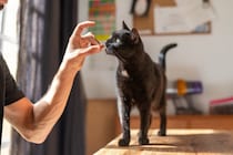 幸運を呼ぶ猫の証『エンジェルマーク』とは？暗い過去やそう呼ばれる由来をご紹介