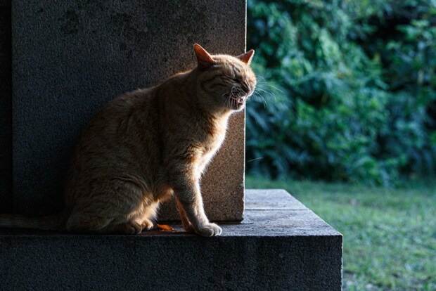 フレーメン反応をする猫