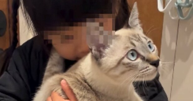 ３歳の女の子が帰ってくると、猫が『全力でお出迎え』して…相思相愛ぶりが素敵すぎると172万再生「好きが溢れてる」「ラブラブだねｗ」