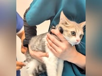 動物病院の診察台に乗る子猫→不安そうな表情を浮かべていて…予想をはるかに超える『放心状態』が13万再生「まさに固まってたね」「無の境地」