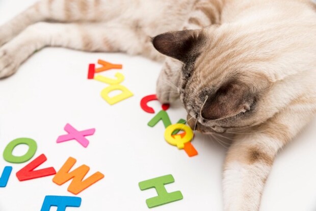 アルファベットと猫