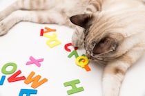 猫に『名前』をつけるときに注意すべきこと4つ　失敗しないためのポイントや名付けのコツ