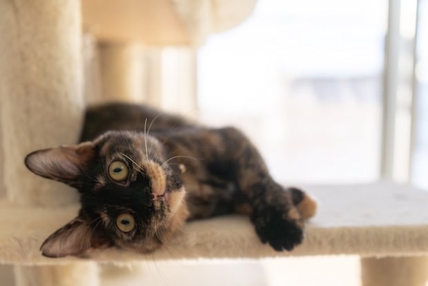 キャットタワーで寝転ぶ猫