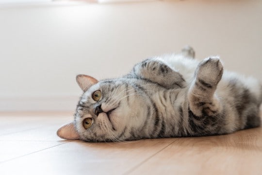 猫が『たまらなく嬉しい』と感じているときのサイン5つ 喜んでくれる理由から飼い主の応え方まで