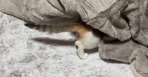 こたつの存在に気付いて『吸い込まれていった子猫』→中を確認すると…微笑ましすぎる瞬間に１万いいね「あったか〜いｗ」「知ってしまった」