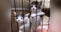 ケージの中にいる2匹の保護子猫→『ミルクの準備』をしていると…まさかの行動が39万再生「一生見ていられる」「なんて可愛さ」と絶賛の声